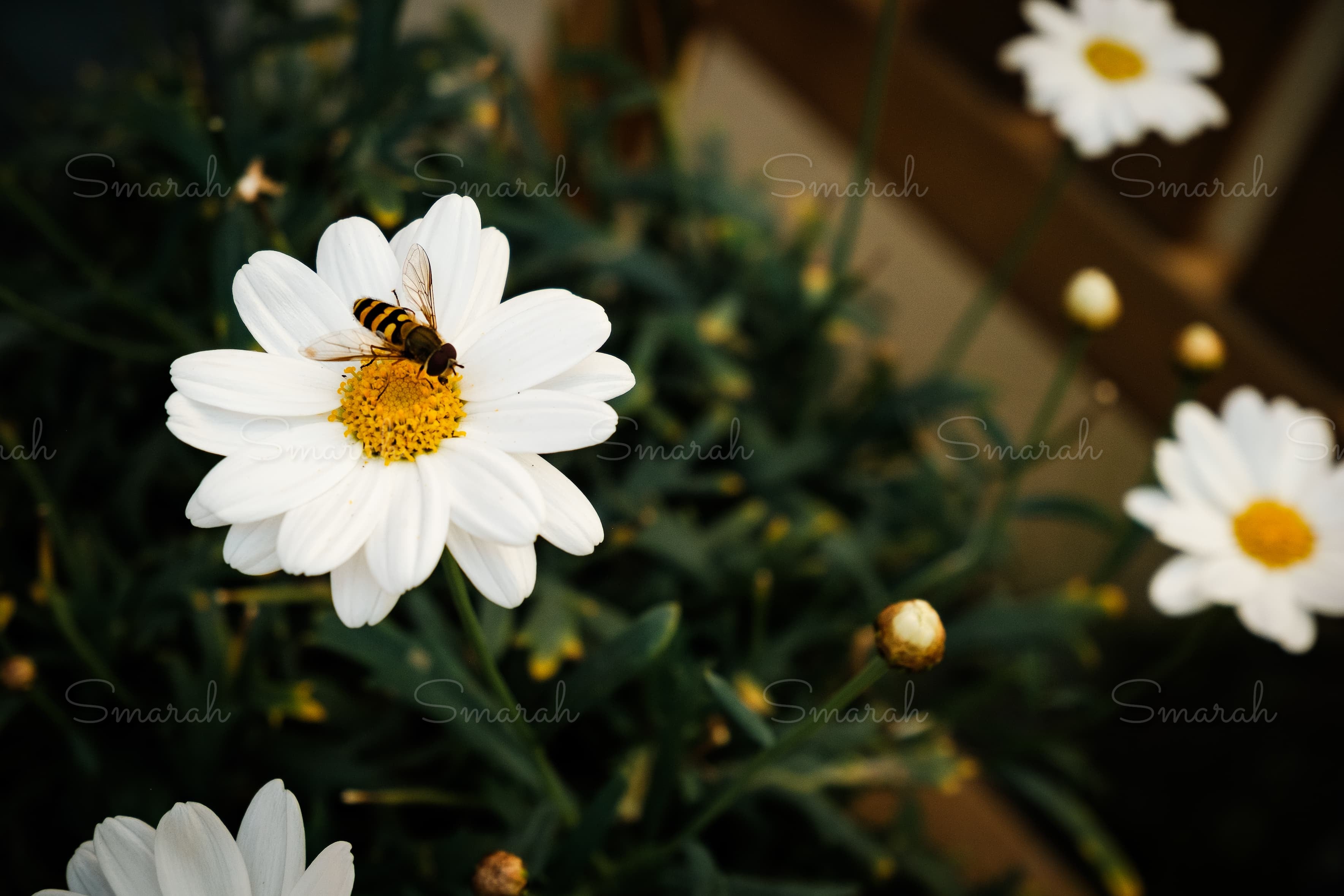 Spring’s Whisper